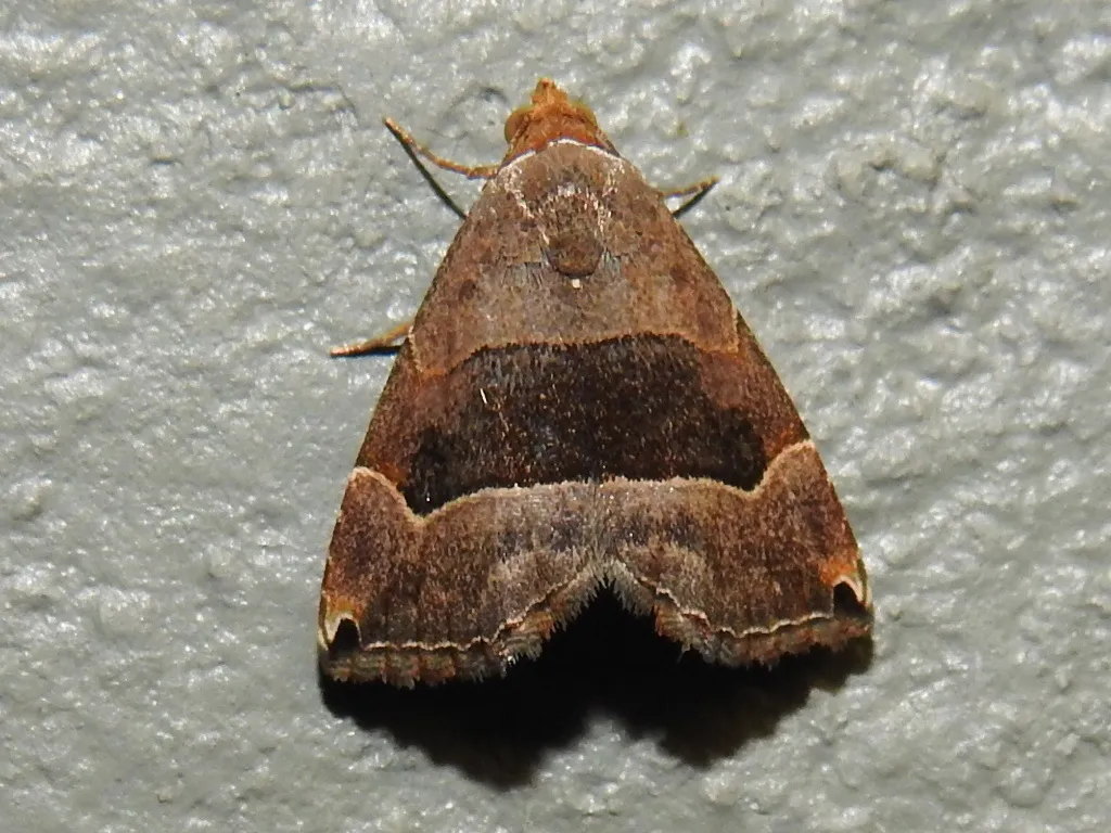 Ommatochila Moth - Hodges#8489 - photo 2