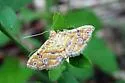 Orange Silver-Spot - Hodges#5294 - Ommatospila narcaeusalis
