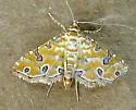Orange Silver-Spot - Hodges#5294 - photo 2