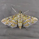 Orange Silver-Spot - Hodges#5294 - photo 3