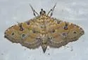 Orange Silver-Spot - Hodges#5294 - photo 4