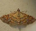 Orange Silver-Spot - Hodges#5294 - photo 5