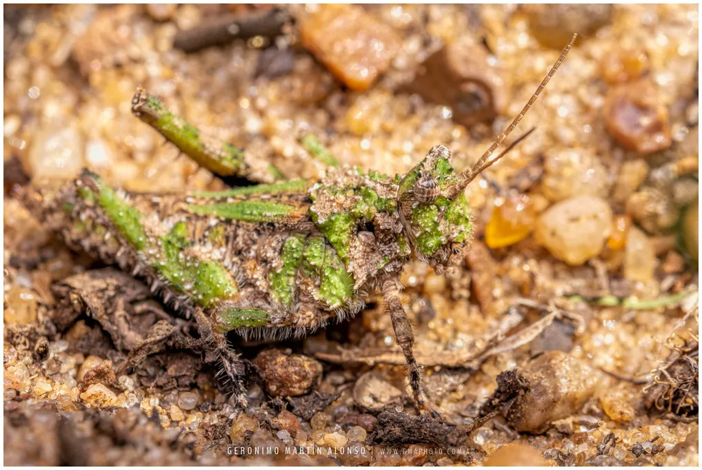 Ommexechidae - photo 2