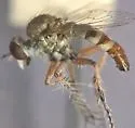 Omninablautus arenosus - photo 2