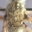 Omninablautus arenosus - photo 4