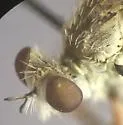 Omninablautus arenosus - photo 5