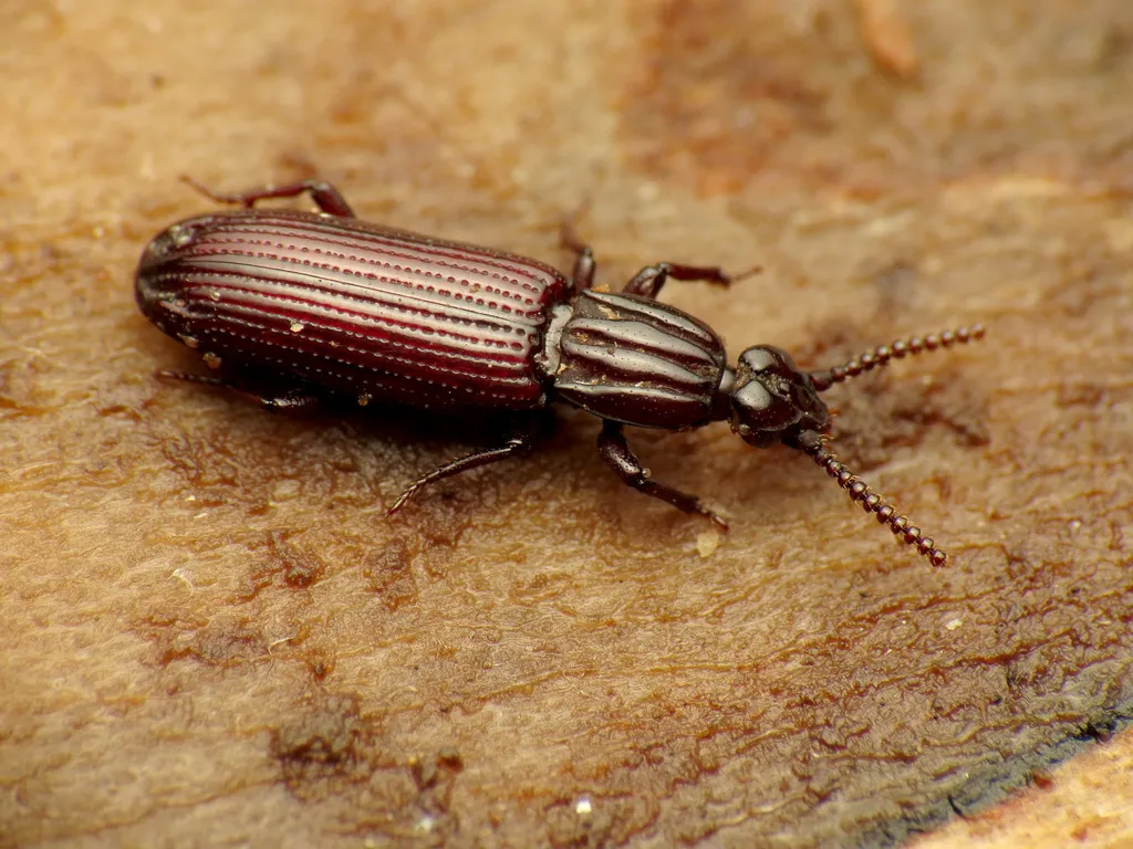 Omoglymmius americanus
