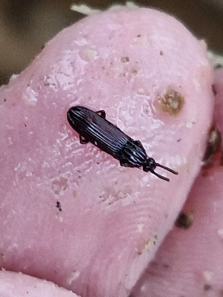 Omoglymmius germari