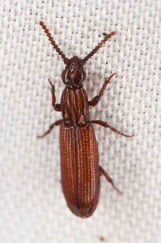 Omoglymmius hamatus - photo 2
