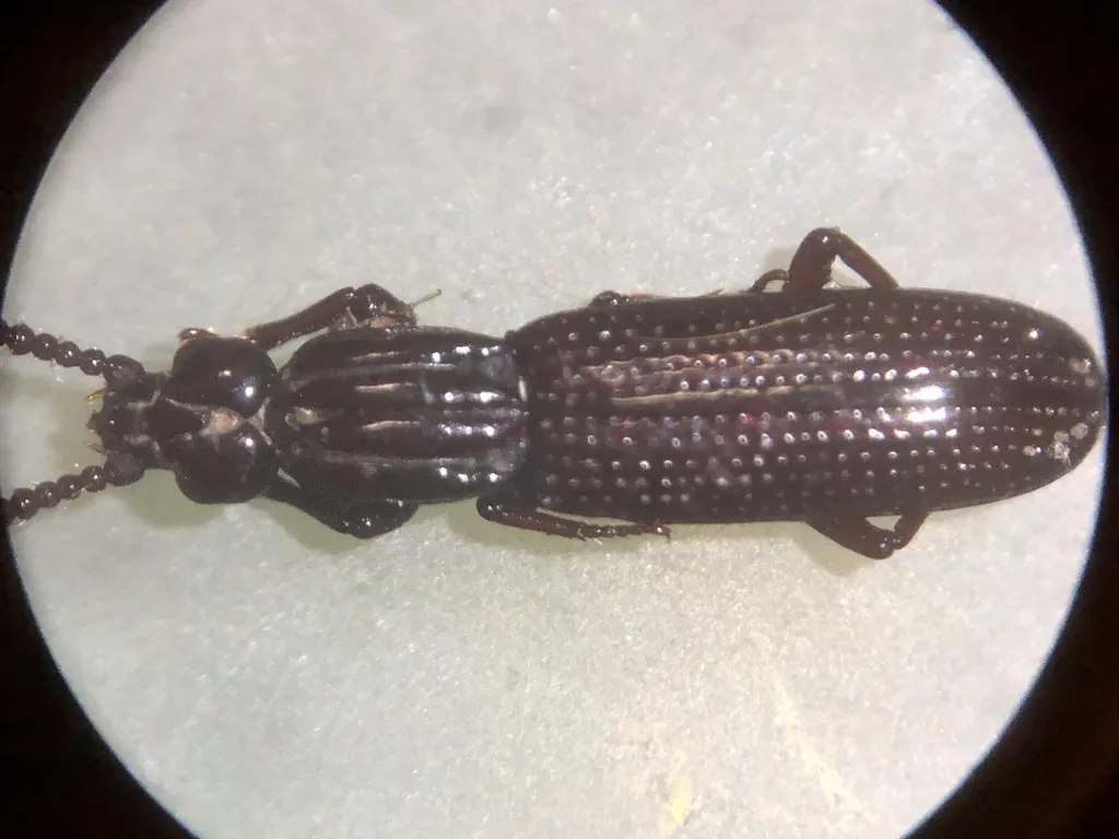 Omoglymmius sakuraii