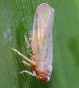 Florida Palm Derbid