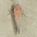 Omolicna mcateei - photo 2