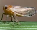 Omolicna texana