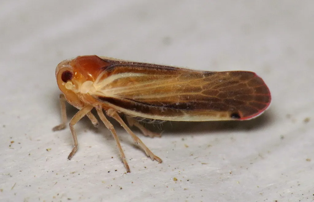 Omolicna uhleri - photo 2