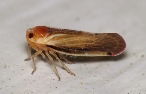 Omolicna uhleri - photo 3