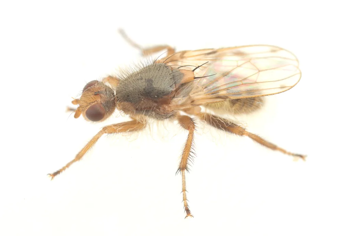 Omomyia hirsuta
