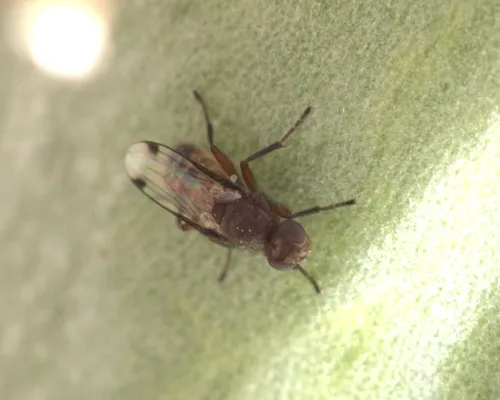 Omomyia regularis