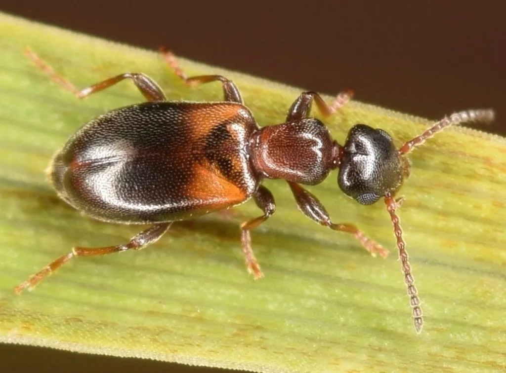 Narrow-necked Grain Beetle