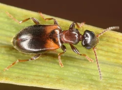 Narrow-necked Grain Beetle - photo 3