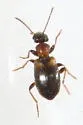 Omonadus formicarius