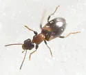 Omonadus formicarius - photo 2