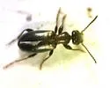 Omonadus formicarius - photo 3