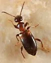 Omonadus formicarius - photo 4