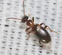 Omonadus formicarius - photo 5
