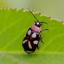 Omophoita albicollis