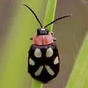 Omophoita albicollis - photo 2
