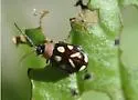 Omophoita albicollis - photo 3