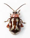 Omophoita albicollis - photo 4