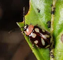 Omophoita albicollis - photo 5