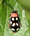Eight-spotted Flea Beetle