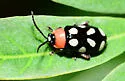 Eight-spotted Flea Beetle - photo 2