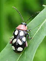 Eight-spotted Flea Beetle - photo 3