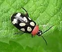 Eight-spotted Flea Beetle - photo 4