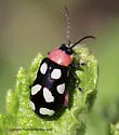 Eight-spotted Flea Beetle - photo 5