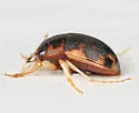 American Round Sand Beetle