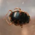 American Round Sand Beetle - photo 2