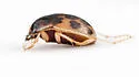 American Round Sand Beetle - photo 3