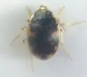 American Round Sand Beetle - photo 4