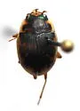 American Round Sand Beetle - photo 5