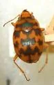 Toothed Round Sand Beetle