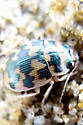 Toothed Round Sand Beetle - photo 2