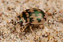Toothed Round Sand Beetle - photo 3