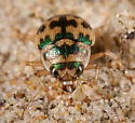 Toothed Round Sand Beetle - photo 4