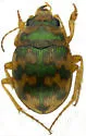 Toothed Round Sand Beetle - photo 5