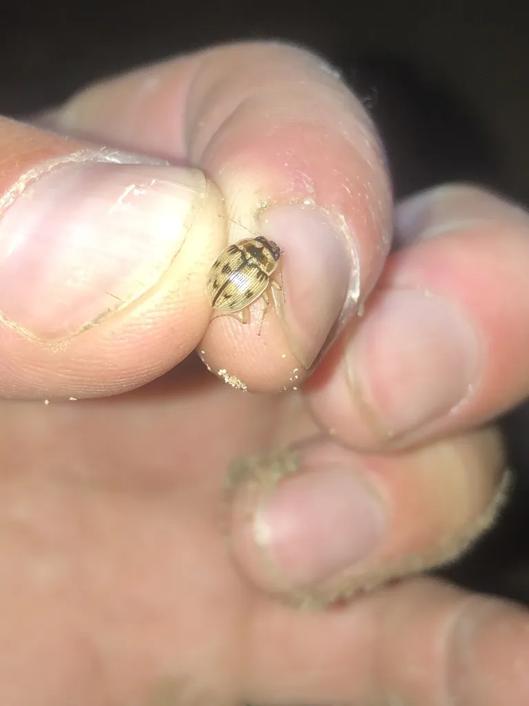 Gila River Round Sand Beetle - photo 2