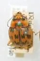 Large Round Sand Beetle